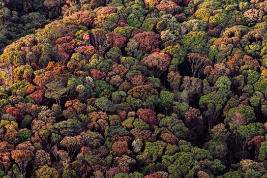 Rừng ở Măng Đen đến mùa thay lá