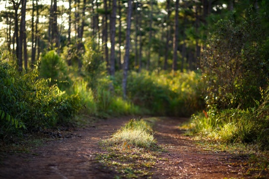 TẮM RỪNG MĂNG ĐEN