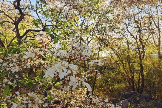 Chiều vàng rực trên rừng cây Cẩm Liên