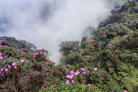 Hoa đỗ quyên - Núi Putaleng (Lai Châu)
