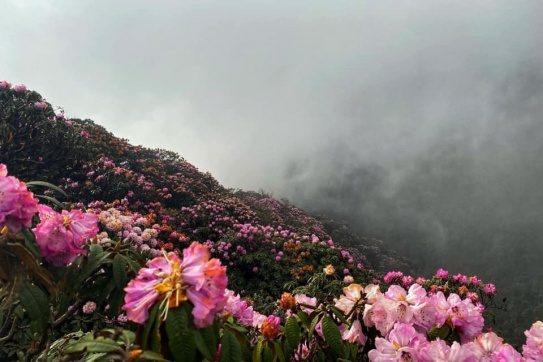 Ghé thăm khu rừng cổ tích Putaleng - Hoàng Liên Sơn hùng vĩ