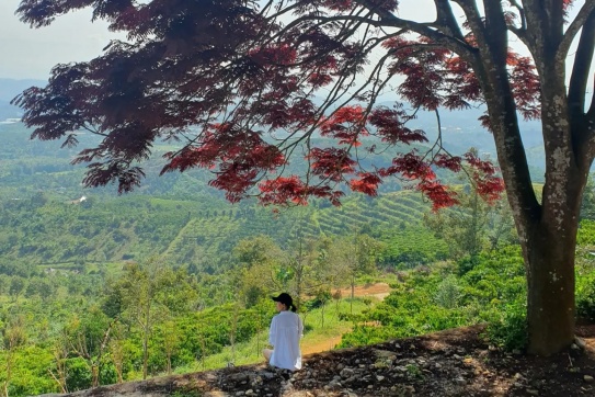 Cây cô đơn Bảo Lộc | Check-in cực xinh cạnh cây lá đỏ cô đơn