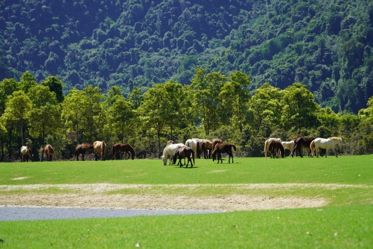 Thảo nguyên Đồng Lâm