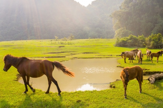 Thảo nguyên Đồng Lâm vào mùa đẹp nhất rồi đây!