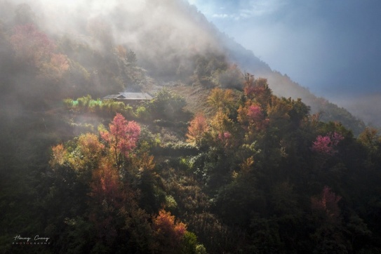 Hoa Tớ Dày đang nhuộm hồng cả núi rừng Tây Bắc