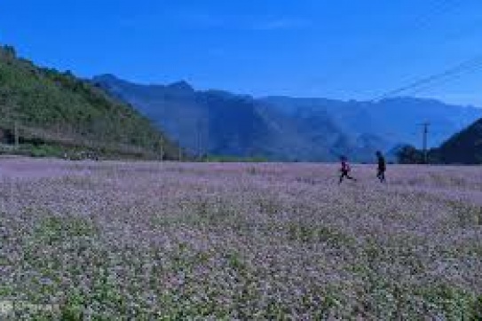 Kin Chu Phìn - Xứ sở của những ngôi nhà nấm nơi rẻo cao