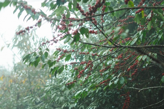 Check in Nhìu Cồ San - cao 2965m (Bát Xát, Lào Cai)