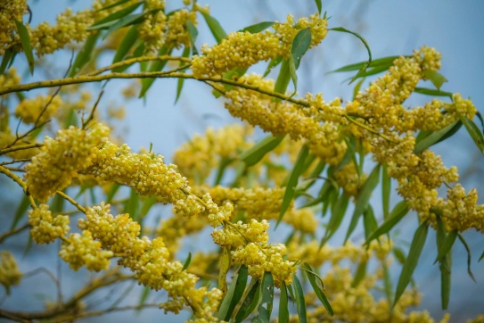 Nhìu Cồ San | Đường chân trời rực rỡ