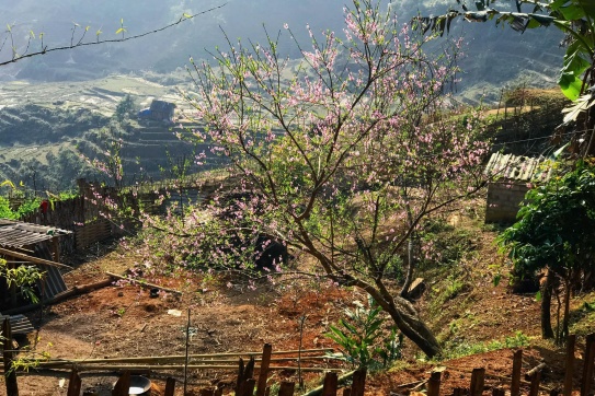 Hoa cỏ mùa xuân trong Vườn quốc gia Hoàng Liên Sơn