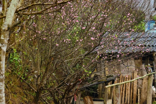 Mùa xuân vùng cao Y Tý 