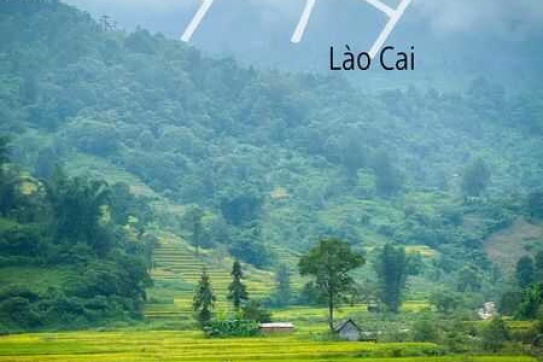 Ý Tý mùa vàng tháng 8