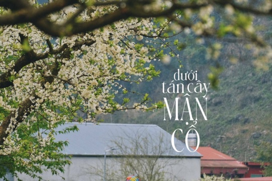 DƯỚI TÁN CÂY MẬN CỔ