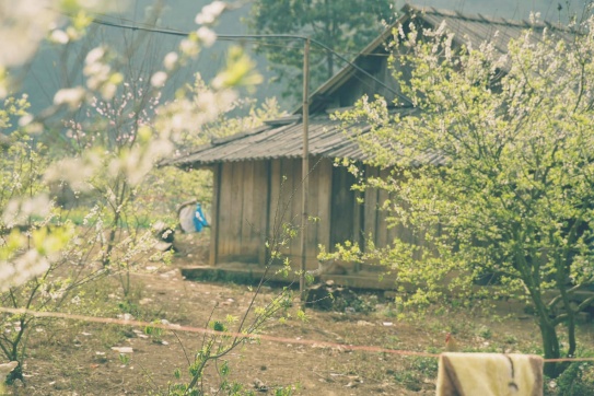 Mộc Châu cuối mùa hoa …