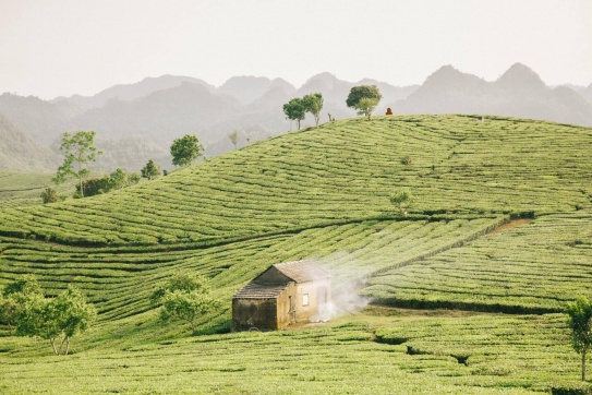 Đến Mộc Châu nằm nghe gió hát giữa đồi