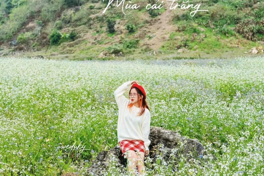 Hoa cải trắng đang bắt đầu nở rộ tại Mộc Châu rồi nè