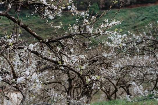 Hoa mận 2024 đã nở ngập tràn, đi Mộc Châu thôi nhỉ. 