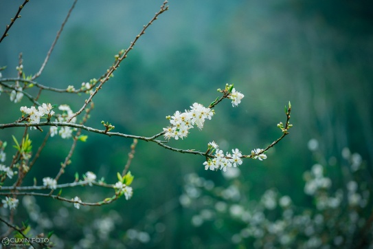Hoa mận nở xinh lung linh ở Mộc Châu