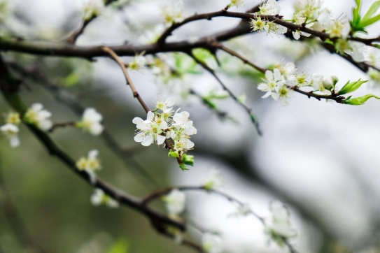 Mộc Châu những ngày hoa mận chớm nở
