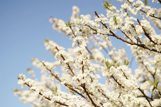 Mộc Châu hoa mận nở trắng rừng. 