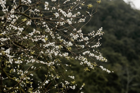 Check-in hoa mận trái mùa nở rộ khắp Mộc Châu