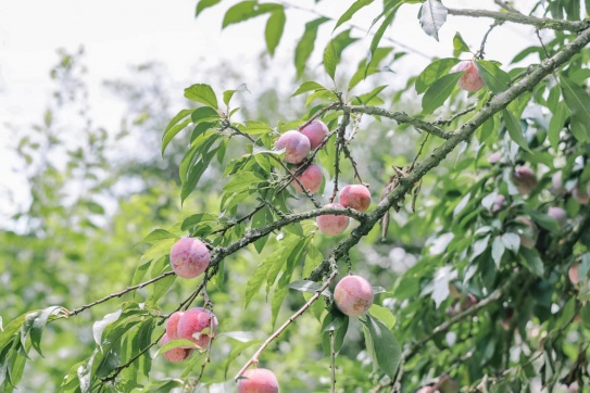 Mận ơi, mận chín chưa?