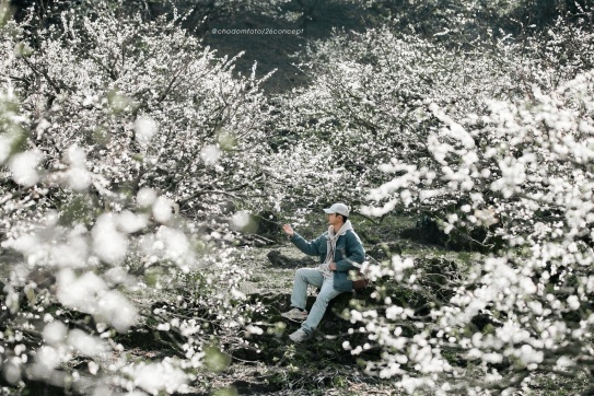 Mận Cổ - Siêu Hoa - Siêu Cảnh