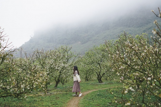 Mộc Châu mùa nào đẹp nhất…