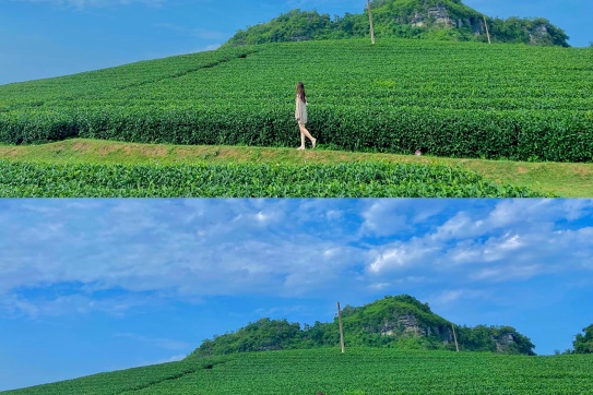 Mộc Châu mùa đẹp nhất