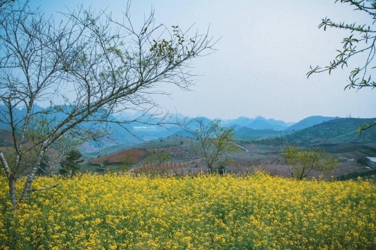 Mùa hoa đẹp nhất trong năm
