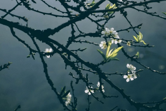 Mộc Châu mùa nào đẹp nhất