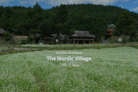 Mộc Châu | Đắm chìm trong mùa hoa cải trắng tại ngôi làng Bắc Âu