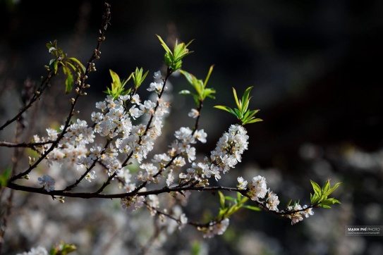 Mộc Châu mùa hoa nở - đây đang là mùa đẹp nhất trong năm.