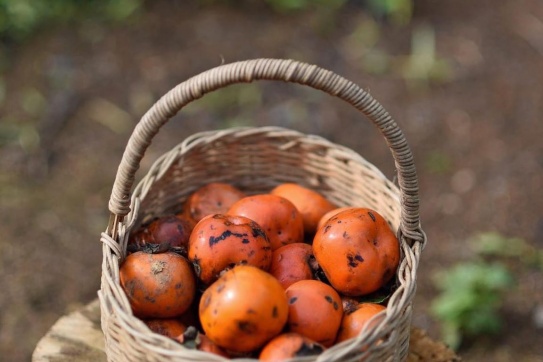 Có một mùa hồng chín đỏ rực giữa tiết trời 15 độ 