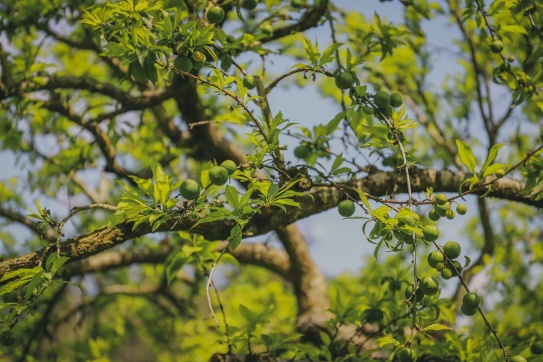 Mộc Châu chuẩn bị vào mùa mận chín....