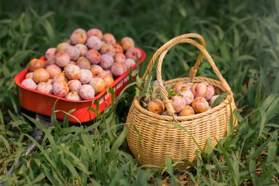 Mùa mận chín Mộc Châu