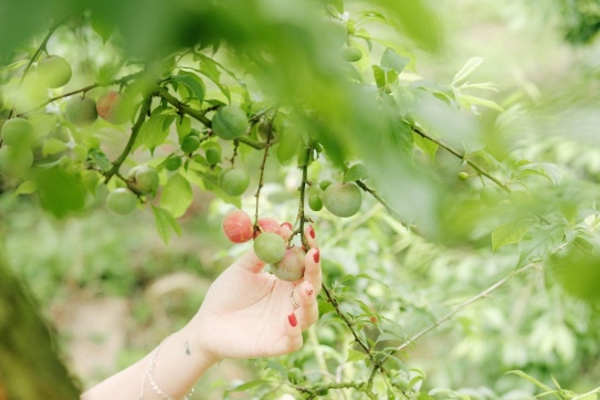 Mộc Châu vào mùa mận chín