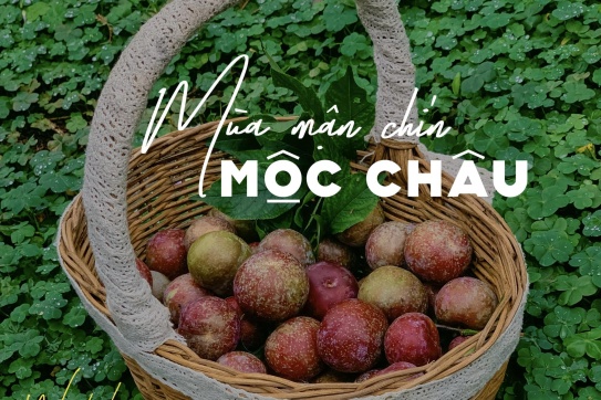 “Cập nhật” mận chín Mộc Châu | Tháng 4