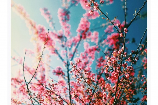 Mùa xuân Mộc Châu