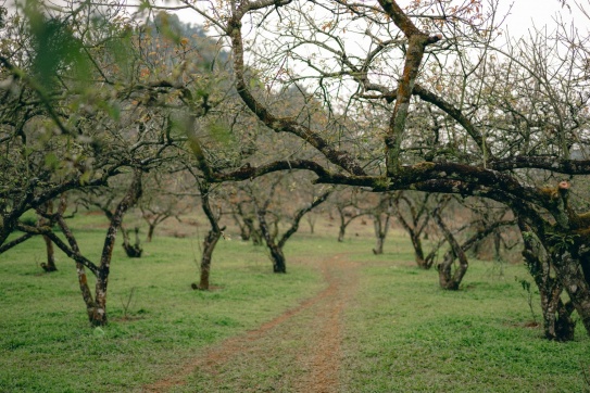 Phiêng Cành hẹn mùa hoa mận nở