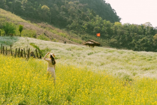 Tình cờ lạc vào rừng hoa giữa Mộc Châu ...