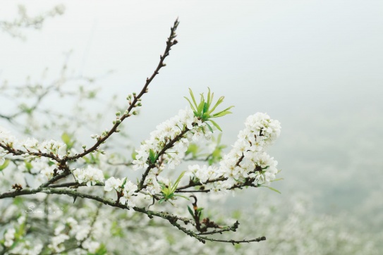 Đón Tết cùng đồng bào Mông ở Tà Số