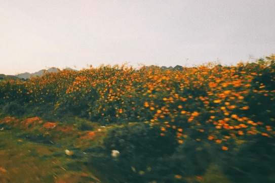 Mộc Châu | Khi mùa vàng về trên phố thông xanh