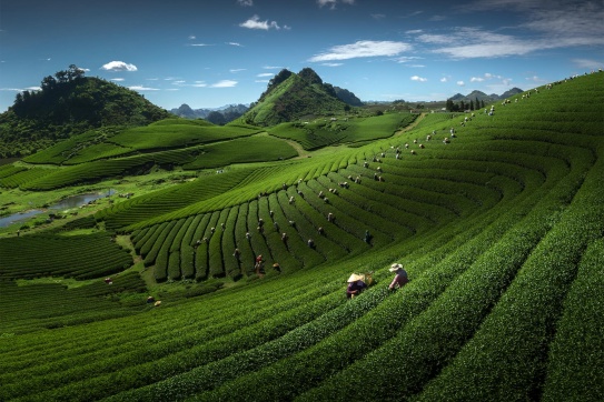 Mộc Châu | Mùa thu hoạch chè