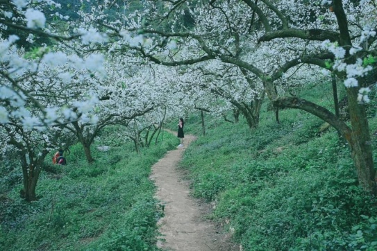 Thung lũng mận Mu Náu - Mộc Châu vào những ngày nắng đẹp. 