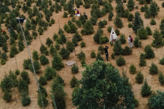 Check-in cháy máy - Rừng thông 2000 cây độc nhất Mộc Châu