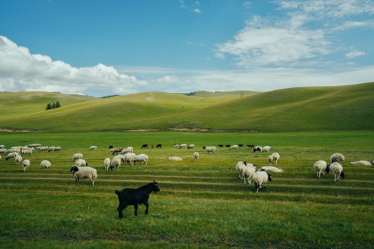 Mông Cổ | Đất nước thảo không đẹp “không góc chết”
