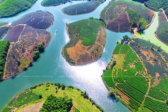 Đồi chè Thanh Chương | Check-in “ốc đảo xanh” yên bình xứ Nghệ