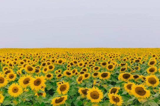 Nghệ An | Cánh đồng hoa hướng dương đẹp nhất Việt Nam