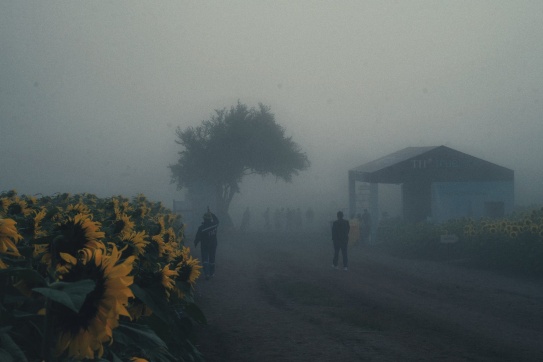 Đồi hoa hướng dương ở một diện mạo khác ạ