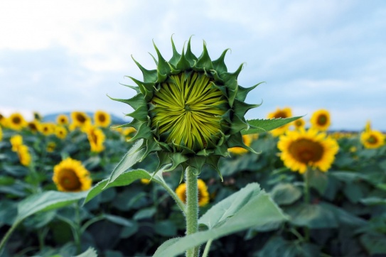 Tay chảy với cánh đồng hướng dương nở rộ đầu đông 